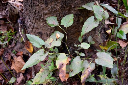 plant Lizard's Tail Horseshoe Farm Nater Preserve ncwetlands AM (3)