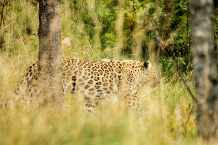 Persian Leopard at Orsa Björnpark photo