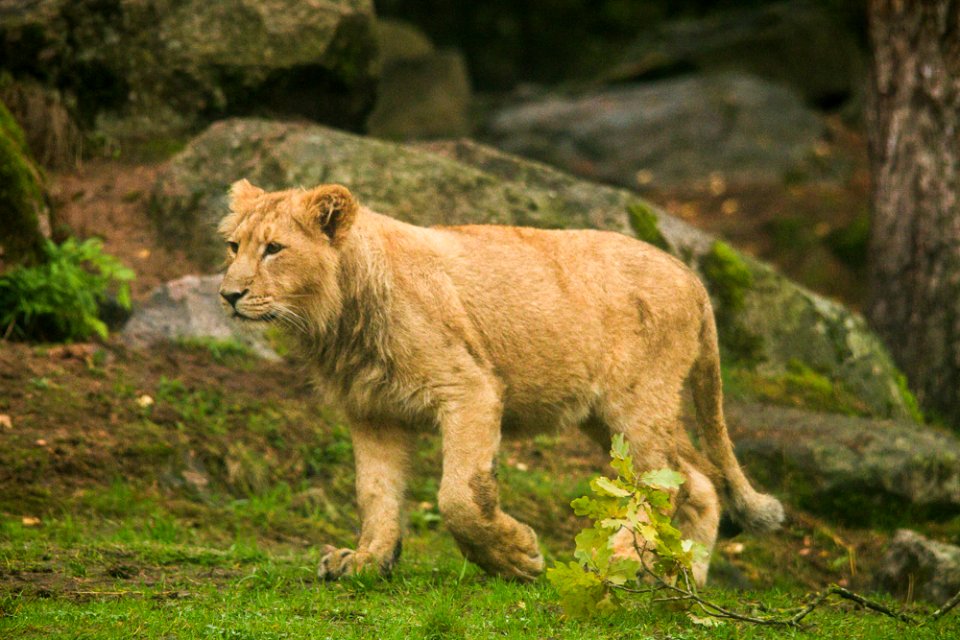 Asiatic Lion Cub photo