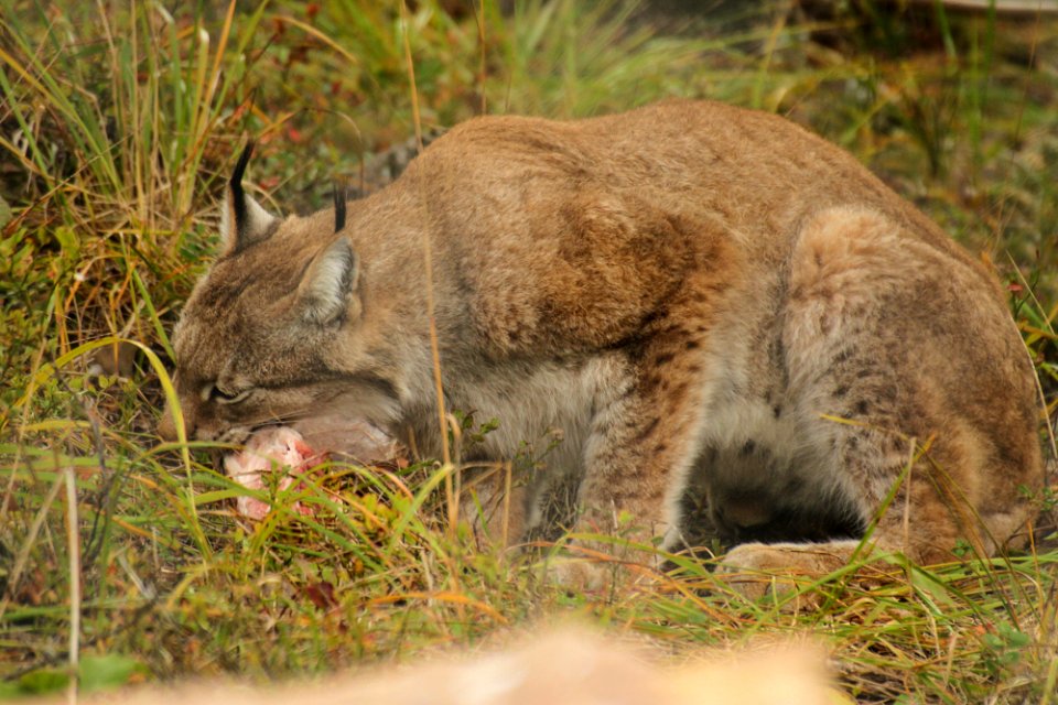 Lynx at Orsa Björnpark