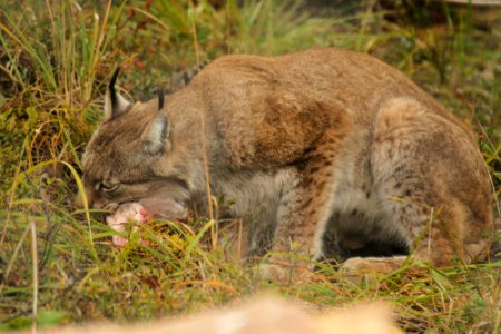 Lynx at Orsa Björnpark photo