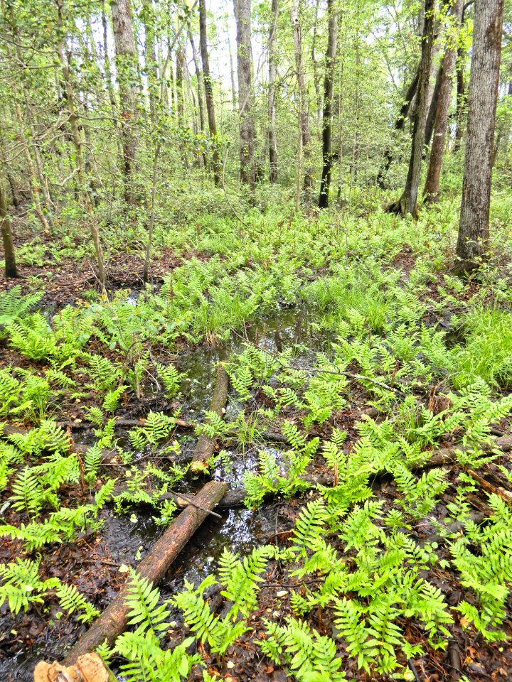 scene Lake Rim Park ncwetlands KG (13)