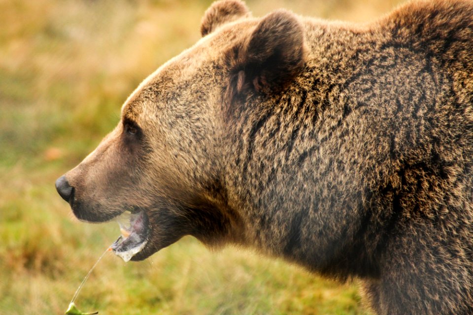 Bear at Orsa Björnpark