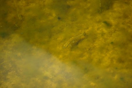 fish Lake Waccamaw State Park ncwetlands KG (44)