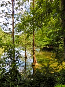 scene cypress by pond Bog Garden Kristie Gianopulos (15) photo