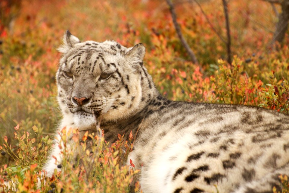 Snow Leopard at Orsa Björnpark photo