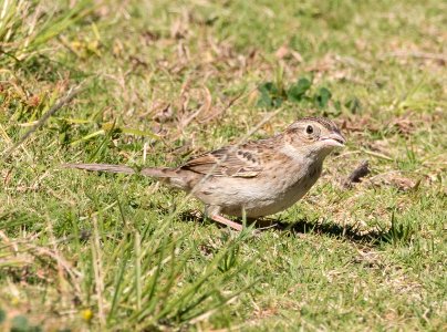 Cassin's sparrow