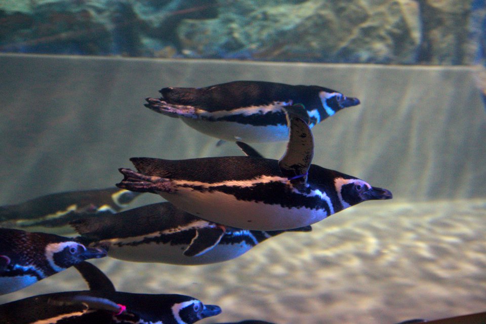 マゼランペンギン Magellanic Penguin
