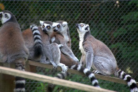 ワオキツネザル Ring-tailed Lemur