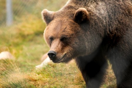 Bear at Orsa Björnpark