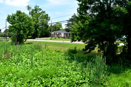 scene Town of Edenton constructed wetland ncwetlands AM (4)