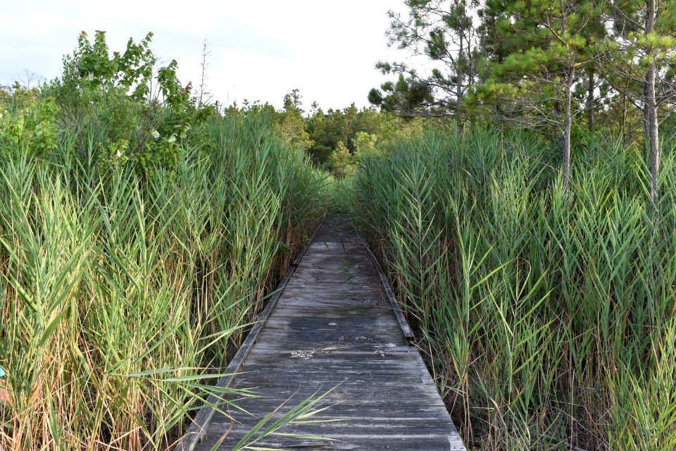 scene palmetto peartree preserve ncwetlands am (16)
