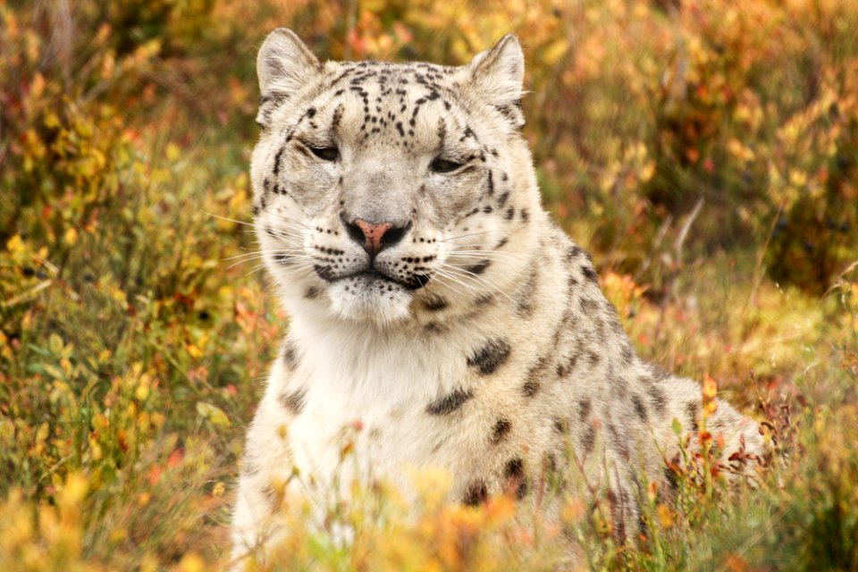 Snow Leopard at Orsa Björnpark photo