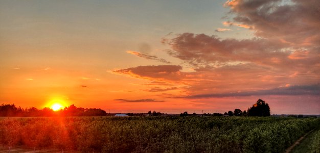 Zachód słońca nad sadem jabłkowym. Południowe Podlasie, Polska.  Sunset over an apple orchard. South Podlasie, Poland.