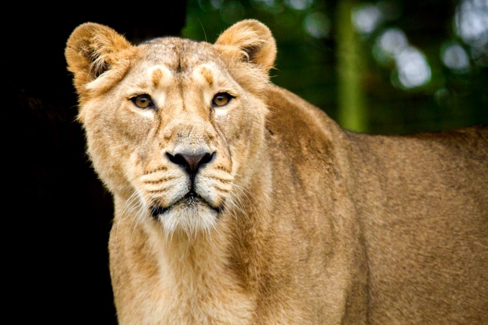 Asiatic Lion Female photo