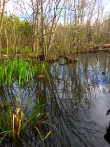 scene stoney crk env park ncwetlands KG (5)