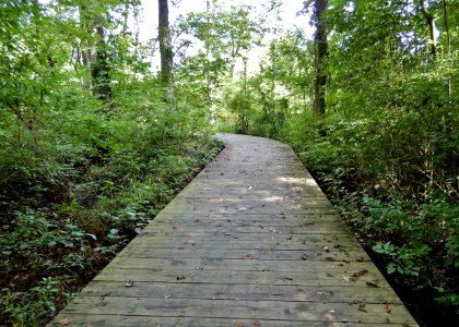 scene wetland boardwalk Haw River SP Kristie Gianopulos (21) photo