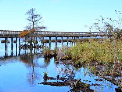 scene along boardwalk Duck Town Pk + boardwalk ncwetlands KG (15)