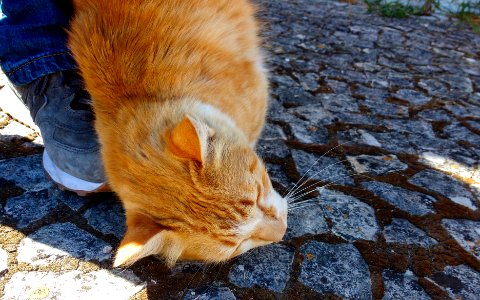 O Gato Amaelo photo