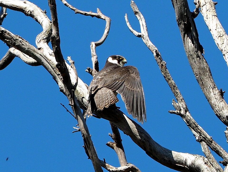 Eurasian Hobby (Falco subbuteo)