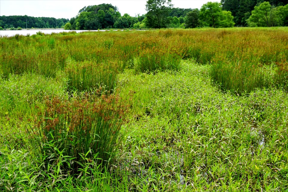 juncus effusus habit lake crabtree pk KG (118)