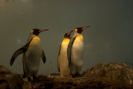 キングペンギン King Penguin