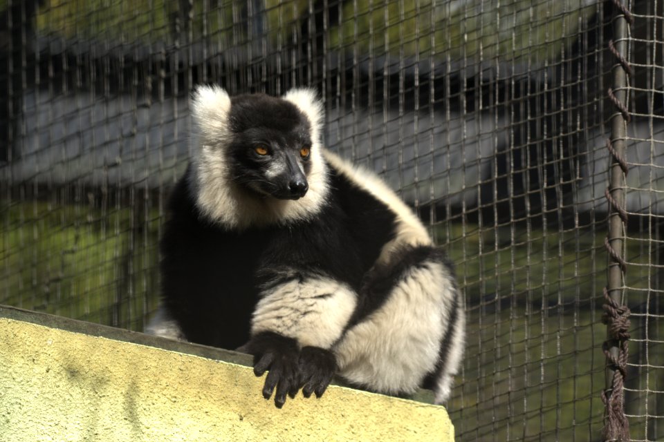 クロシロエリマキキツネザル Black-and-white Ruffed Lemur
