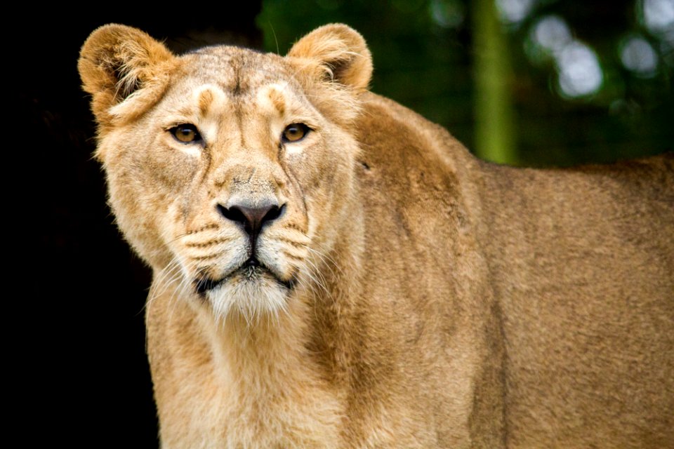 Asiatic Lion Female photo