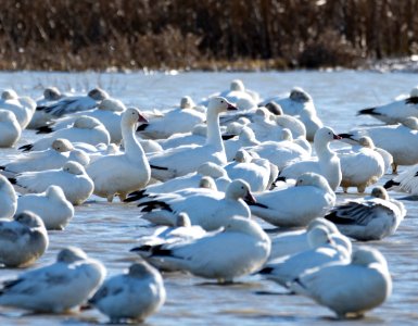 A mix of snow and Ross's geese