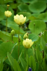 plant American lotus jack smith creek wetlands ncwetlands AM (1)
