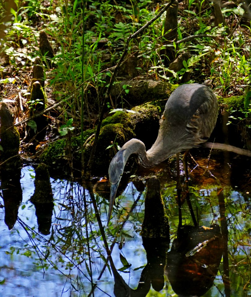bird heron hunting abbey nat preserve ncwetlands KG (1)