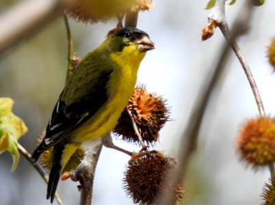 Lesser goldfinch