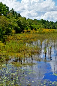 scene lake fringe wetland Lake Waccamaw State Park ncwetlands KG (19) photo