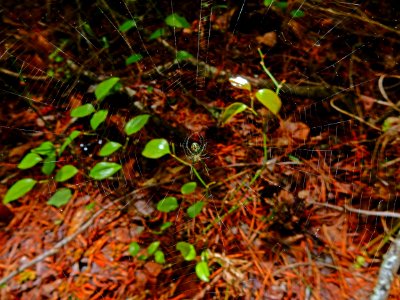 green spider Clark Park +Cape Fear River Trail ncwetlands KG