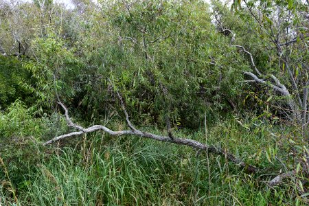 plant willow Duck Town Park and Boardwalk ncwetlands AM (17)