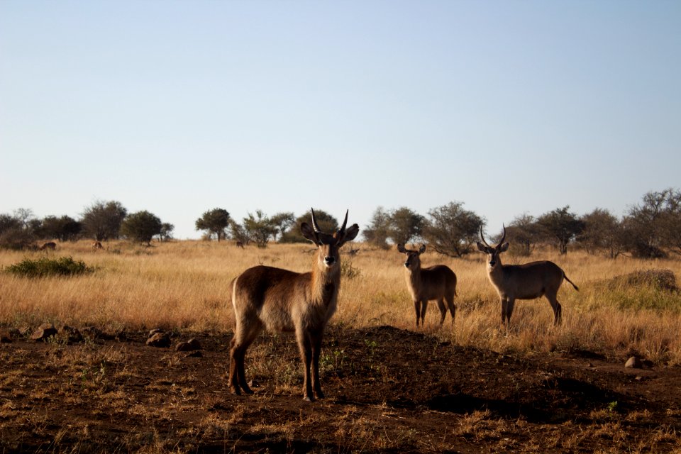 Kruger Park - Skukuza