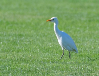 Cattle egret photo