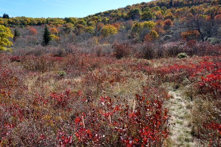 wetland bog Graveyard Fields Blue Ridge ncwetlands KG (17) photo