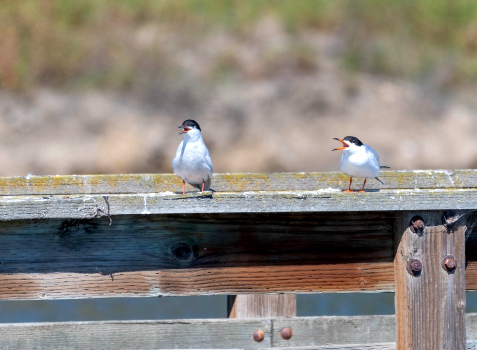 Forster's tern photo