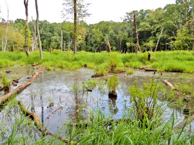 scene beaver pond mcdowell np ncwetlands KG (28)