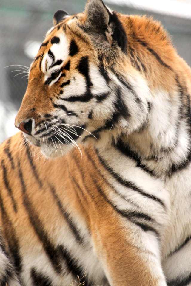 Siberian Tiger at Orsa Björnpark
