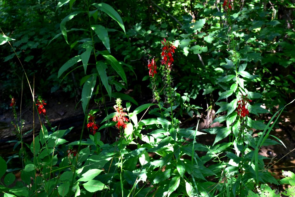 plant cardinal flower mcalpine creek park ncwetlands amm (17)