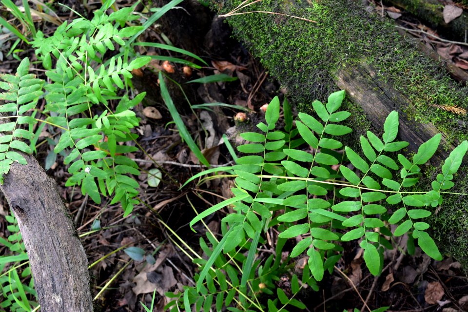 plant royal fern Black River Nature Preserve ncwetlands AM (12)