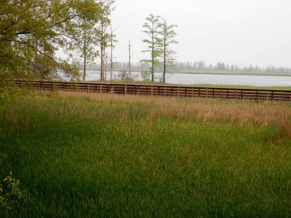 scene Brunswick Riverwalk park ncwetlands KG (4)