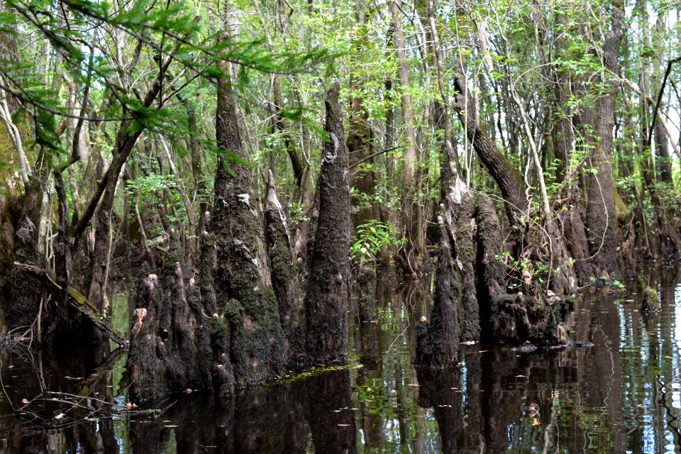 plant cypress knees Black River Nature Preserve ncwetlands AM (5)