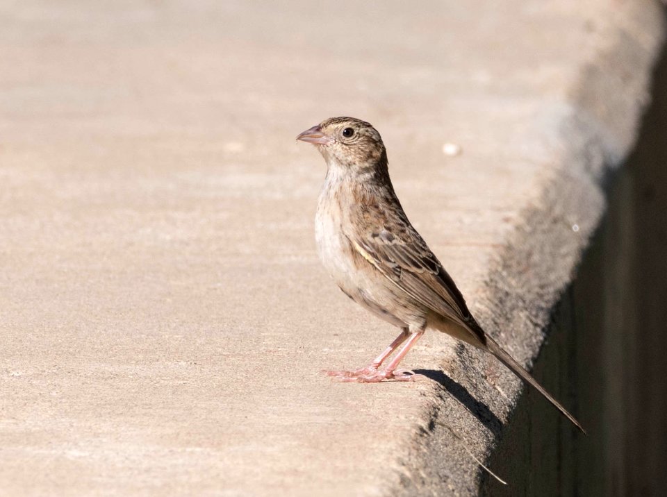 Cassin's sparrow