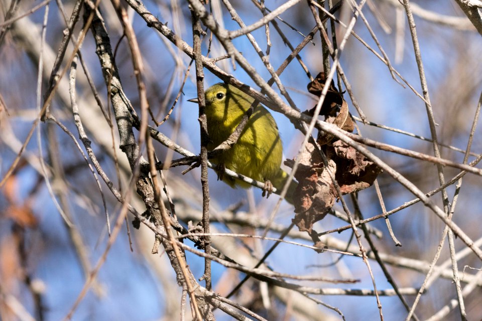 A hiding orange-crowned warbler