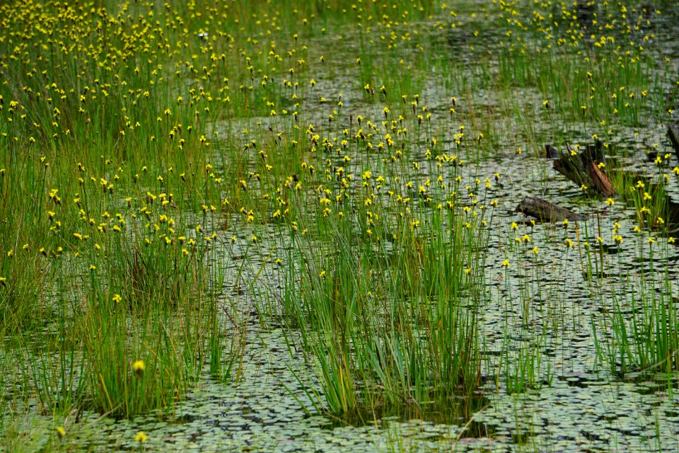 scene Xyris sp. Lake Cameron Sandhills Game Lands ncwetlands KG (7)