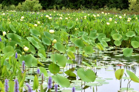 plant American lotus pickerelweed jack smith creek wetlands ncwetlands AM