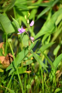 plant buckridge coastal preserve ncwetlands am (18)